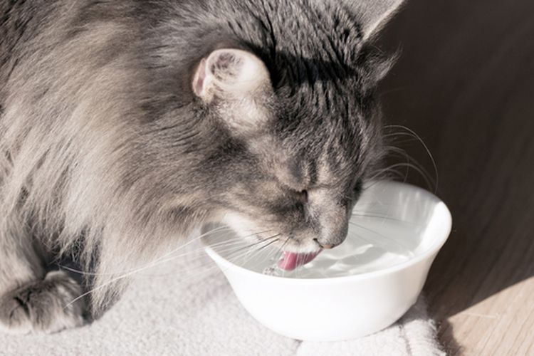 3 Susu kucing di Indomaret yang bisa jadi pilihan